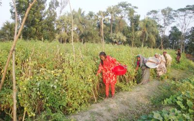 Gopalganjの栽培者は高収量のトマト品種