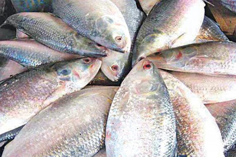 漁獲禁止で価格上昇
