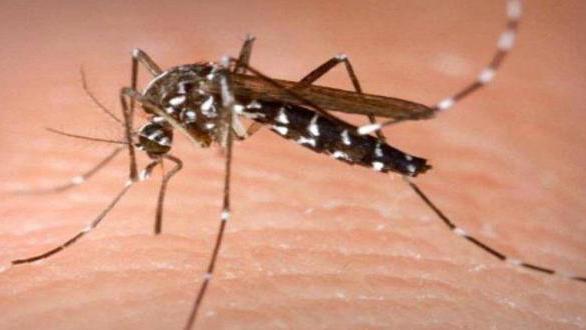住民に蚊の蔓延を罰するか？