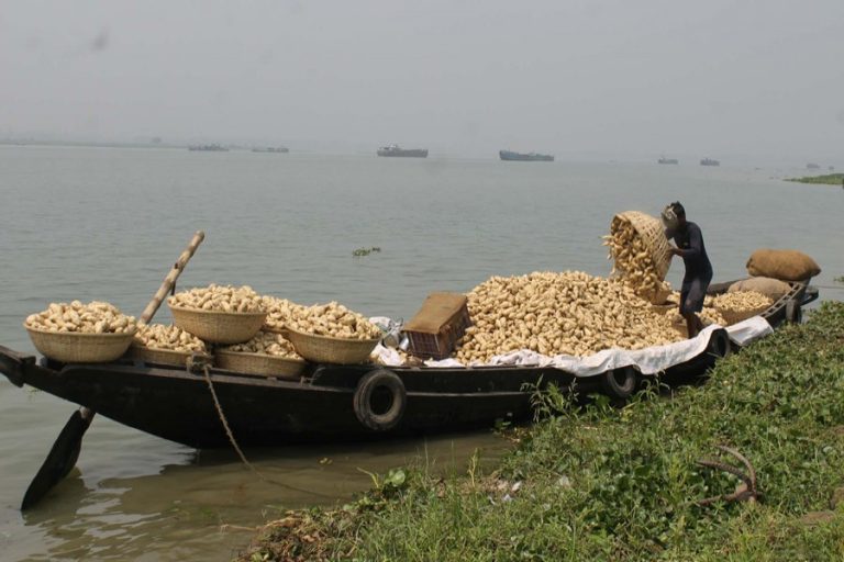新収穫のサツマイモをボートに積み込む作業員