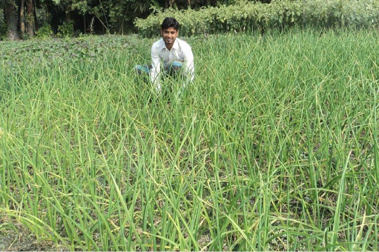 根腐れ病はボグラのニンニク栽培者の心配 バングラデシュの最新情報 ニュース d News