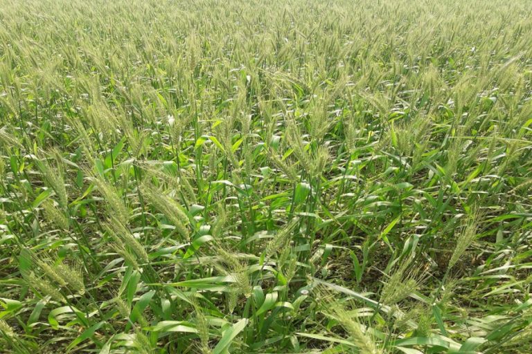 タンジールの小麦生産者は今シーズンに良い収穫量を目指す
