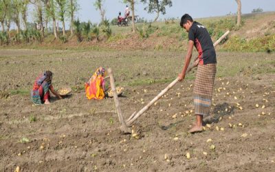 Rajshahiポテト農家は、価格が下がるにつれて大きな損失を恐れる