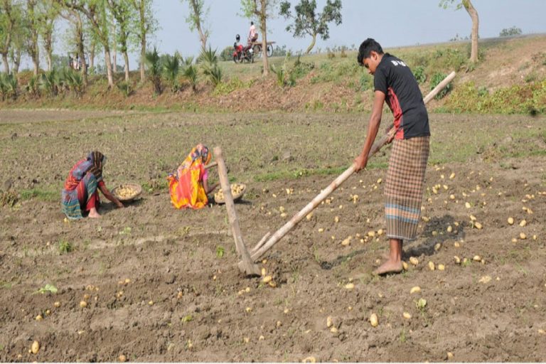 Rajshahiポテト農家は、価格が下がるにつれて大きな損失を恐れる