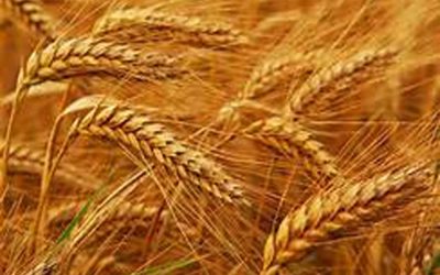 オーストラリア小麦生産高は11.8％増