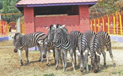 シマウマはCtg動物園を彼らの新しい家にする