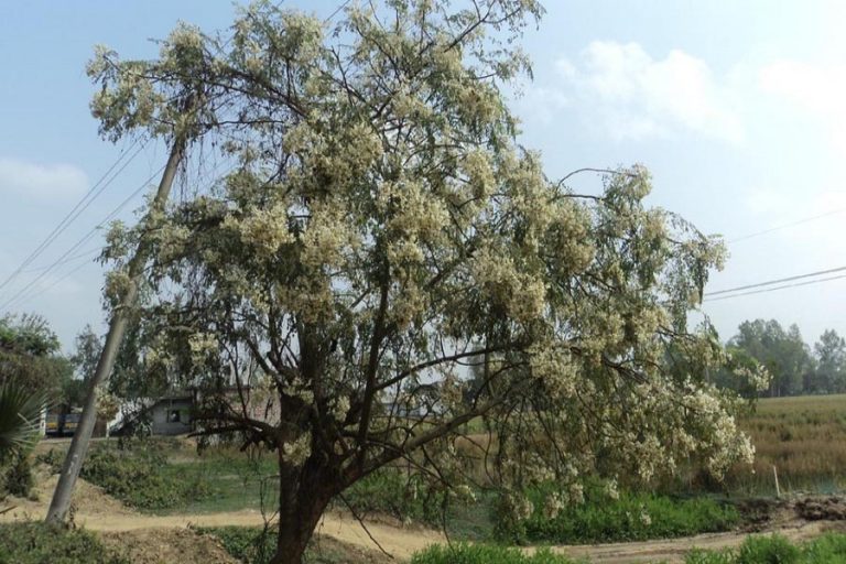 Joypurhat DAEは良いsajina出力を目にします