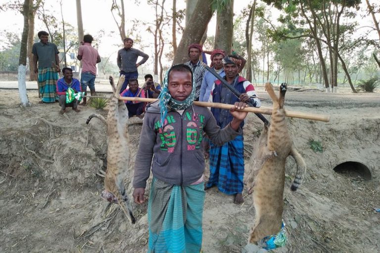 Rajshahi民族コミュニティによる無差別狩猟