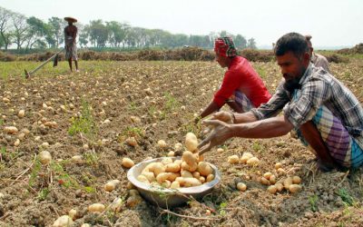 ジャガイモを収穫するのに忙しい農家労働者