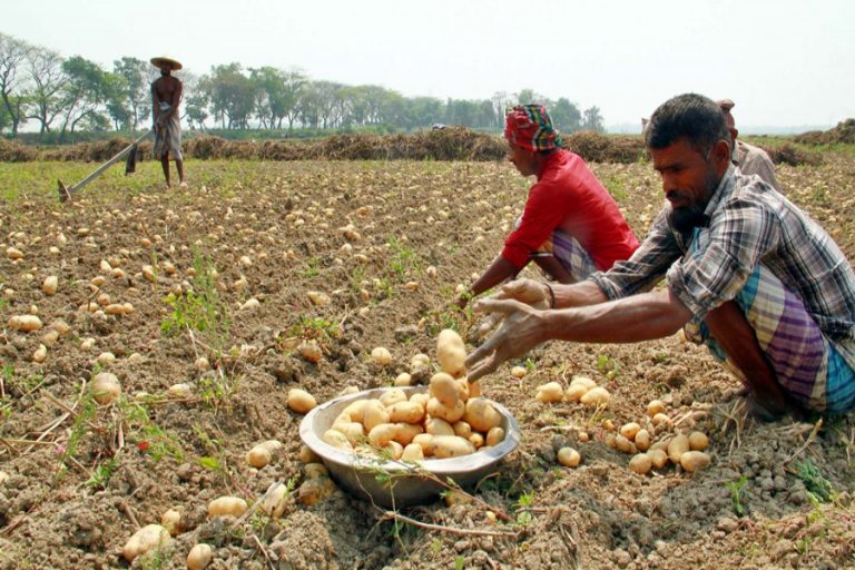 ジャガイモを収穫するのに忙しい農家労働者