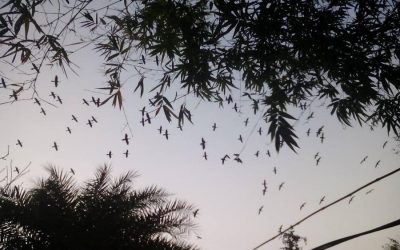 数千の鳥がMohadevpurで安全な聖域を見つける