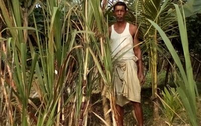 Sylhet divのサトウキビ栽培