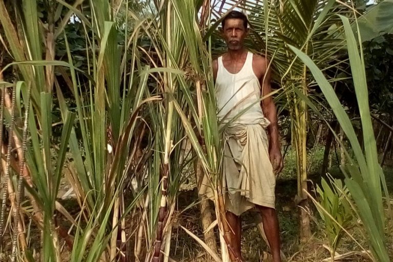 Sylhet Divのサトウキビ栽培 バングラデシュの最新情報 ニュース d News