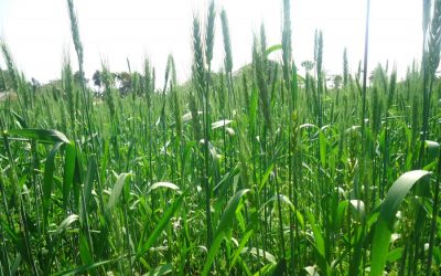 Gopalganj、Magura、Panchagarhの栽培者の目のバンパー小麦の生産