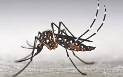 蚊の繁殖：家庭で移動式裁判所を運営するDSCC
