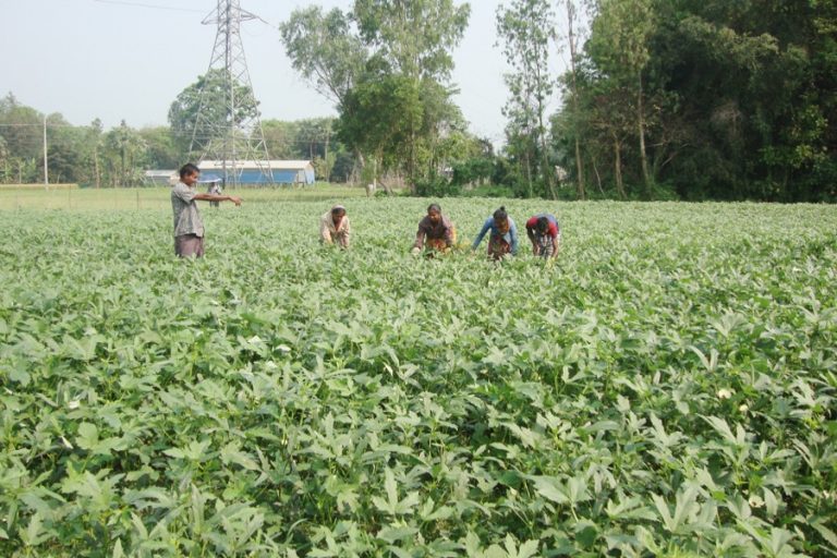 Gopalganj村人は、商業ベースでオクラを栽培することによって溶媒になります