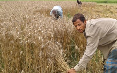 良い小麦生産はRangpurの生産者を喜ばせる