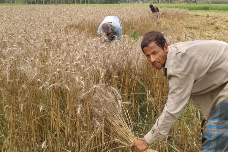 良い小麦生産はRangpurの生産者を喜ばせる
