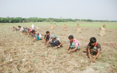 Gopalganj、Manikganjで玉ねぎ収穫を開始