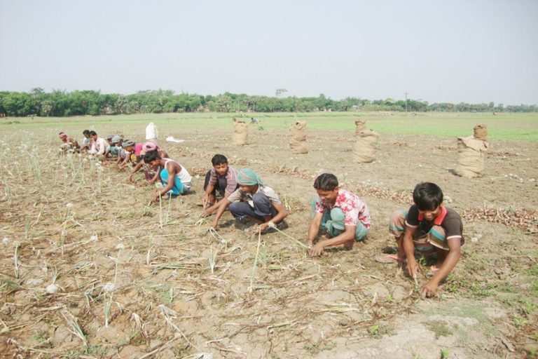 Gopalganj、Manikganjで玉ねぎ収穫を開始