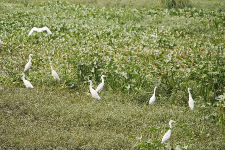 水牛の周りを移動するコウノトリの群れ