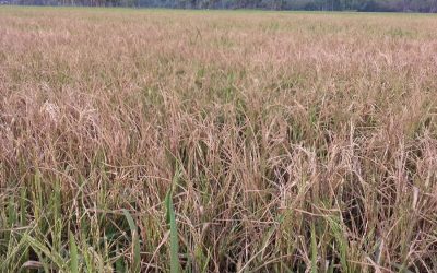 細菌の葉の爆風はBoguraのBoro収量に影響するかもしれない