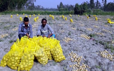 Rangpur社のジャガイモ輸出が農業経済の新たな地平を拓く