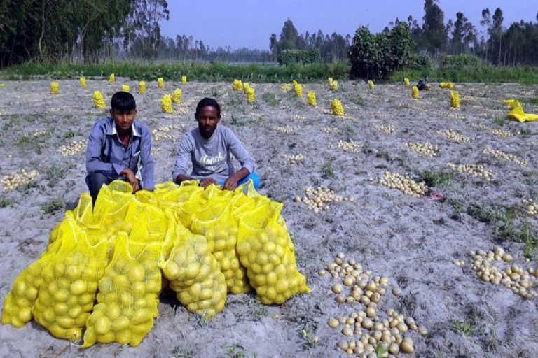 Rangpur社のジャガイモ輸出が農業経済の新たな地平を拓く