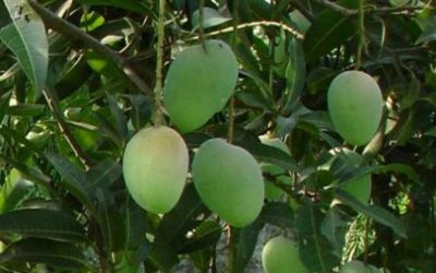 Rajshahiからヨーロッパ市場へのマンゴー輸出