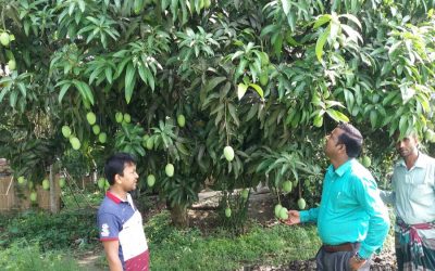 Gopalganjで拡大するマンゴー栽培
