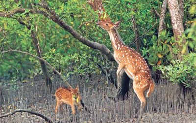 活動家はSundarbans近くの発電所に反対している