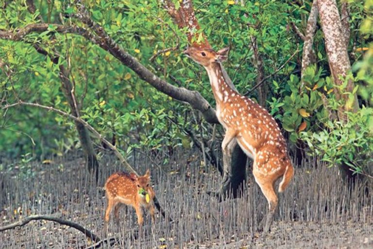 活動家はSundarbans近くの発電所に反対している