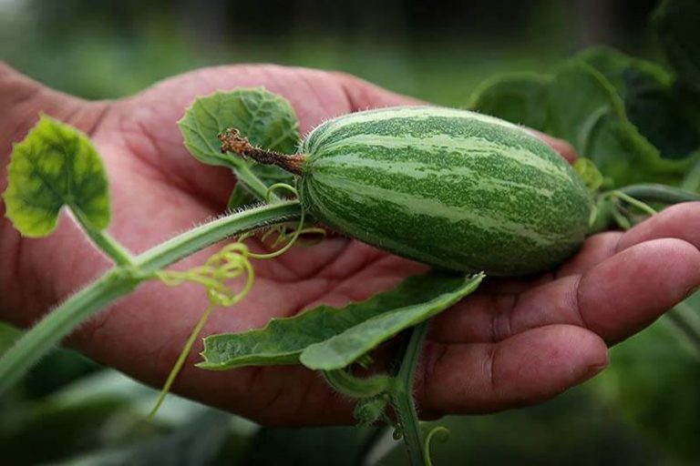 Rangpurはひょうたんの生産者に良い収量を見せると指摘した