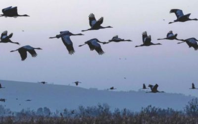 鳥はエネルギーを節約するために移動する