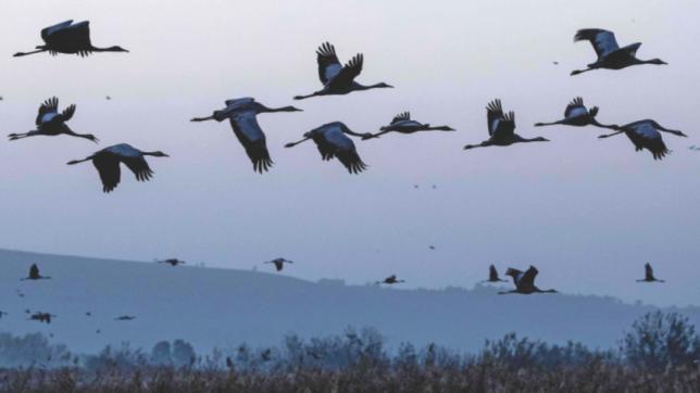 鳥はエネルギーを節約するために移動する