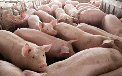 中国、米国の豚肉輸入の小切手を引き上げる