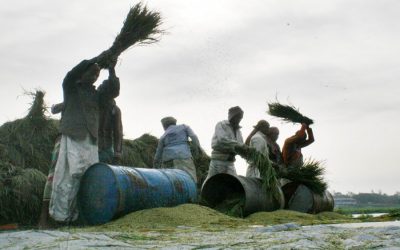 新たに収穫されたボロ水田を襲う農業労働者