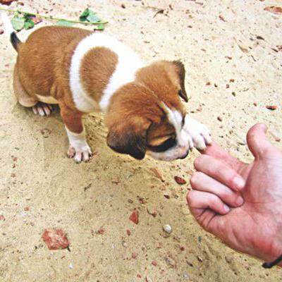 動物を尊厳で扱う