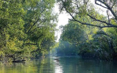 Sundarbans：すべての産業部門を取り消す