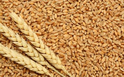 小麦は米国の乾燥天気の恐怖で上昇する