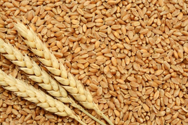 小麦は米国の乾燥天気の恐怖で上昇する