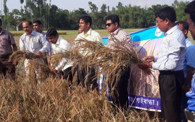 収穫量を増やすために紫色の葉米を栽培する