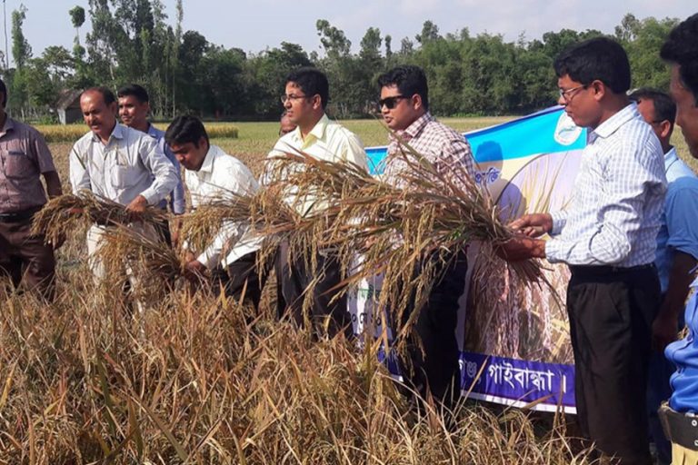 収穫量を増やすために紫色の葉米を栽培する