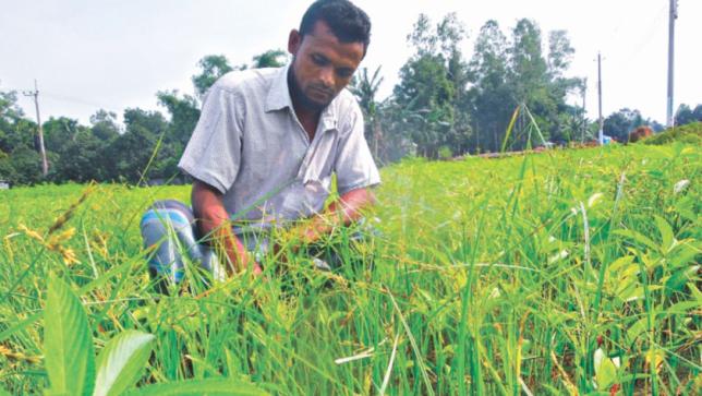 ジュート農家は雨害植物として後退に直面する