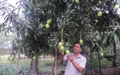 ナゴガオンで商業マンゴ栽培が人気を博した