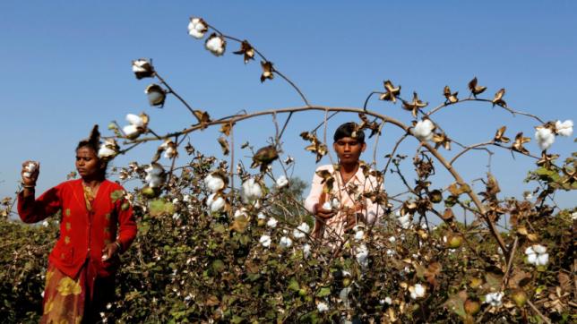 インドはまれな先物取引で新シーズンの綿花を中国に販売する バングラデシュの最新情報 ニュース d News