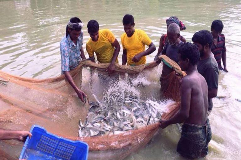 ジョイプルハットで拡大する魚の栽培