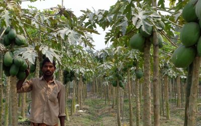 Rangpur栽培者は今シーズンに良いパパイヤ収量を得る