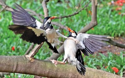 2人の鳥が覇権のためにお互いに戦っている