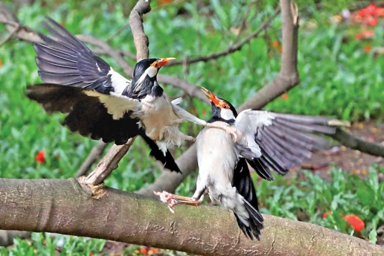 2人の鳥が覇権のためにお互いに戦っている